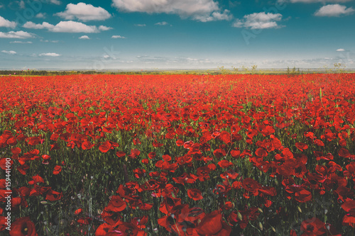 Field of red poppies against the blue sky scenic landscape