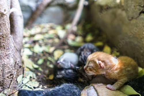 Newborn cats sleeping together
