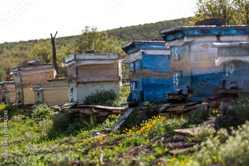 beekeeping in the spring