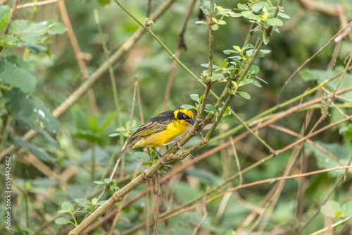 Baglafecht weaver - Ploceus baglafecht - Reichenow's weaver photo