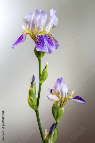 Fototapeta Naklejka Na Ścianę i Meble -  Image with iris.