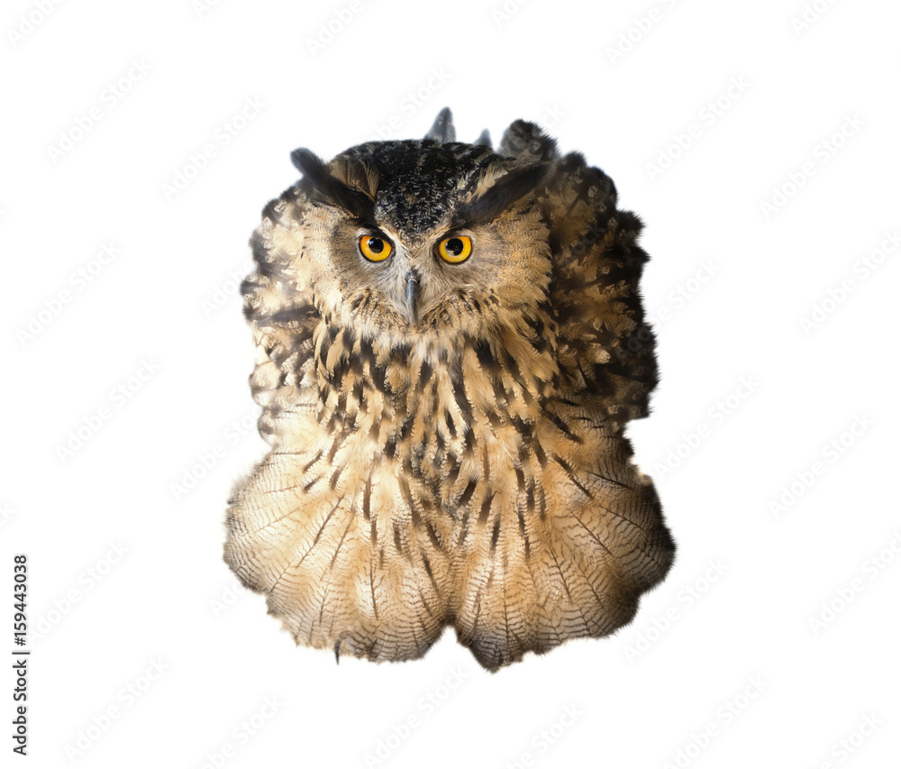 Naklejka premium Ruffled owl isolated in white background.