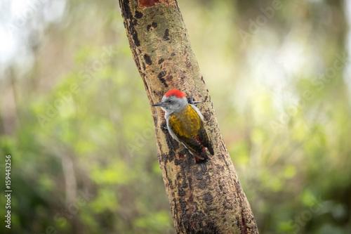 African grey woodpecker  Dendropicos goertae photo