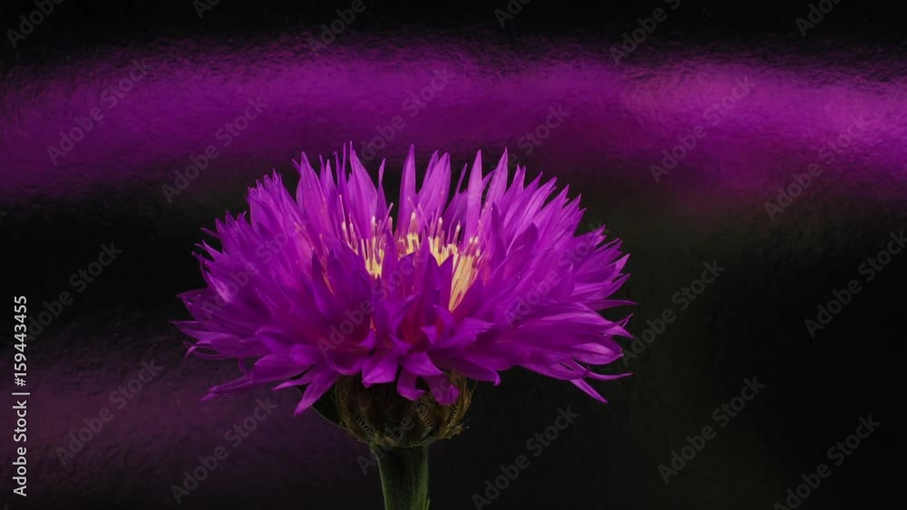 Purple cornflower in bloom, dark background. Time lapse video. Purple cornflower in bloom, dark background. Time lapse video.