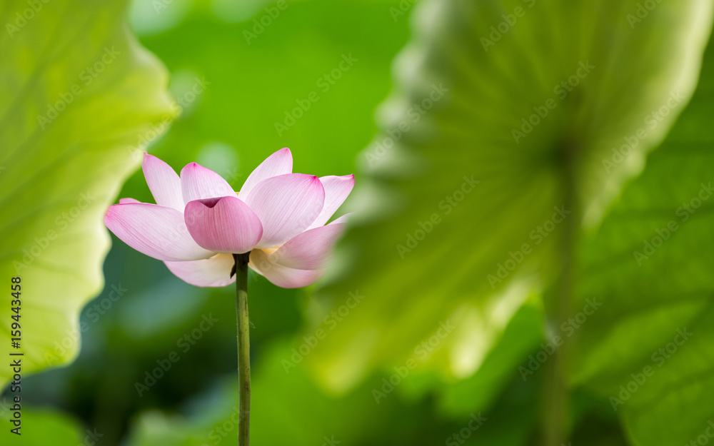 lotus