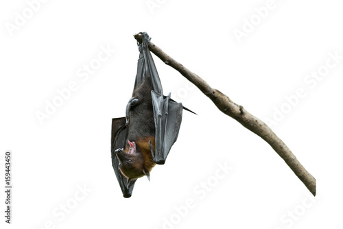 Bat hanging on a tree branch photo