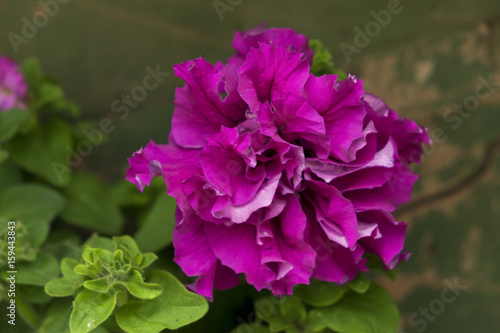 Wild flowers photographed in natural ambient