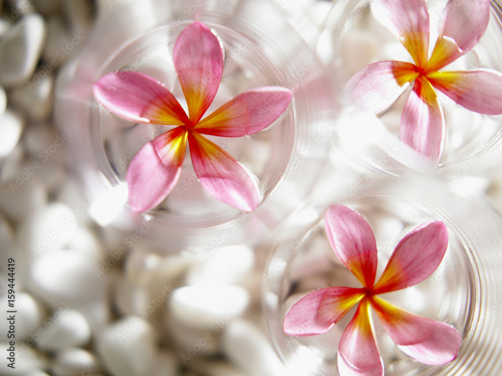 Flowers floating on bowls of water Flowers floating on bowls of water