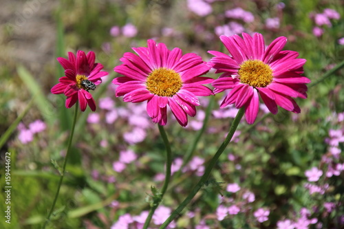 Painted Daisy 'Robinson's Red, flower or Pyrethrum, Chrysanthemum