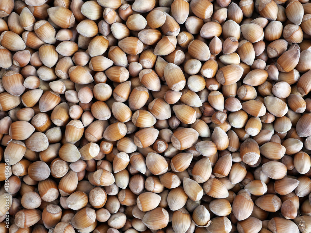 hazelnut hazelnut