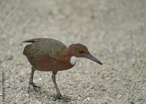 Fototapeta Aldabra Rail, only remaining flightless bird in Indian Ocean, endemic to Aldabra