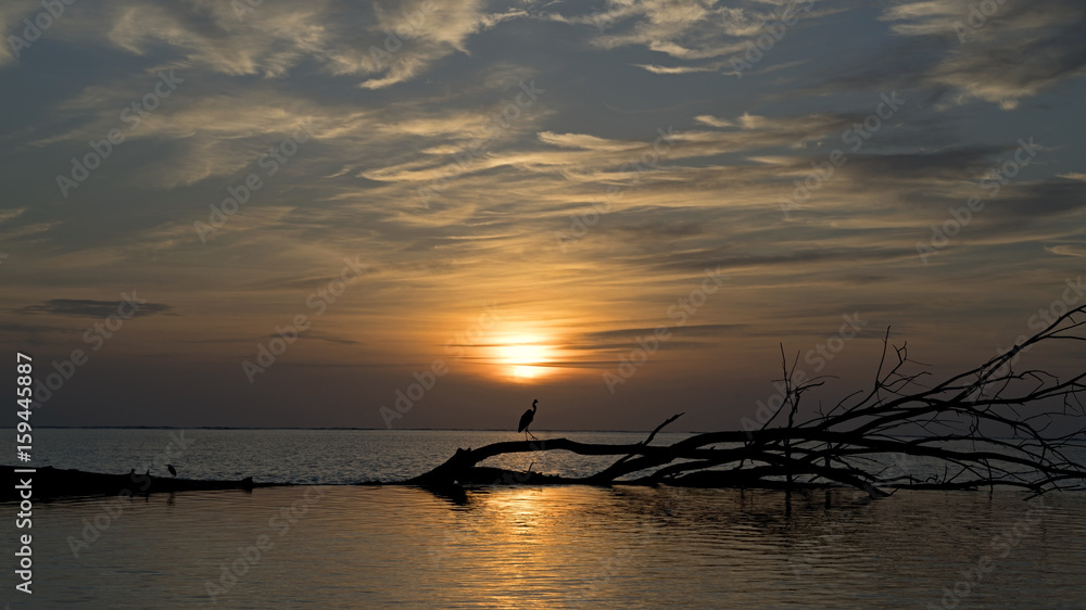 Heron against setting sun in Bijoutier, Seychelles Outer Islands