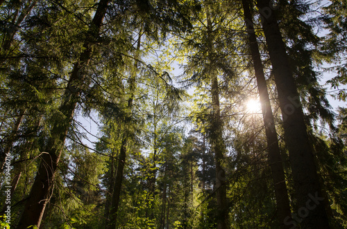 Summer day in forest © Joonas