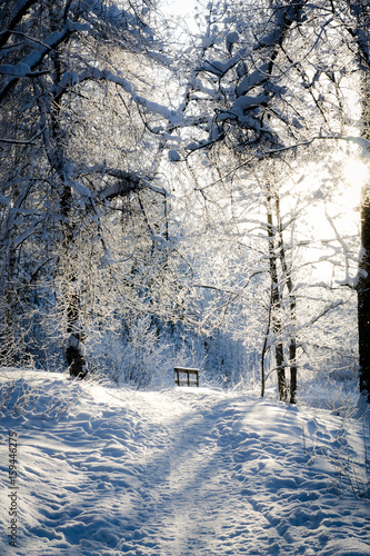 Bright winter day in forest