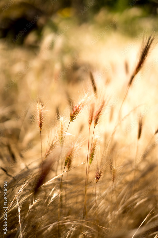 Fototapeta premium rozi