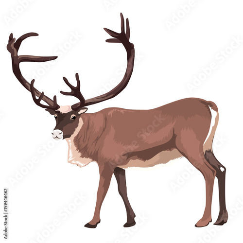 Vector Large Reindeer Isolated 