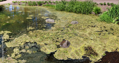 Water surface of a small rural rotten pond has grown with seaweed and ooze.