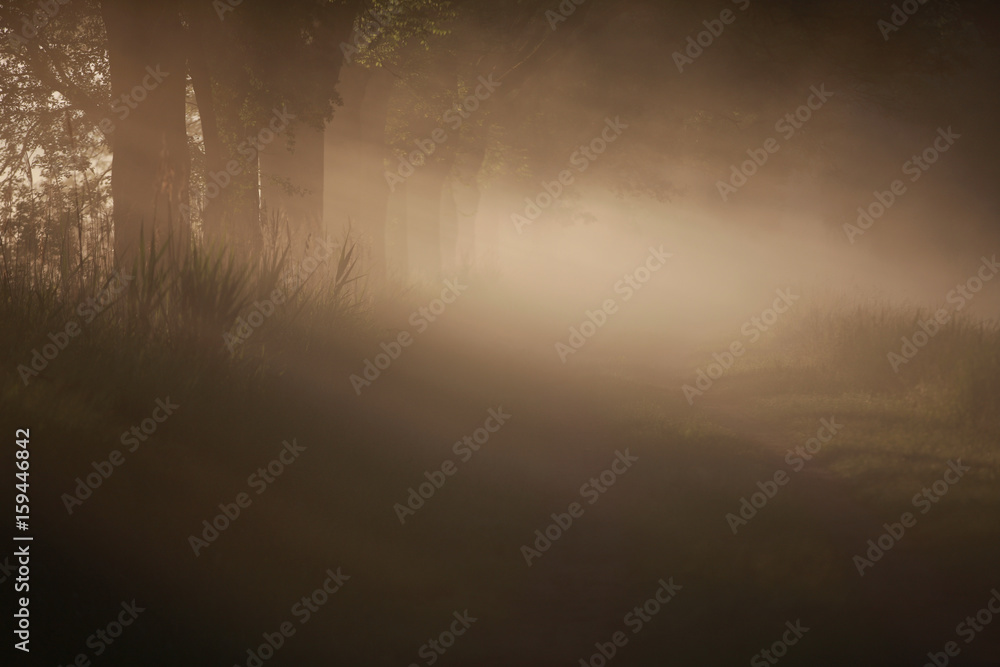 Fototapeta premium Schräg einfallendes Sonnenlicht im Morgennebel