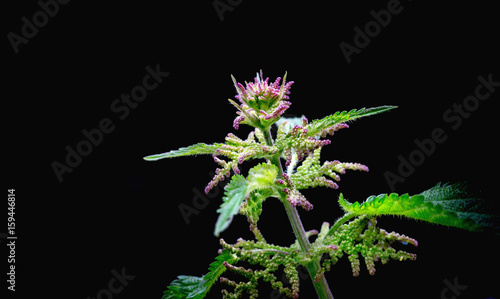 Blooming nettle with pink blossoms