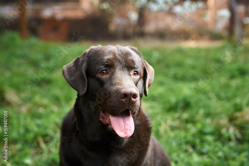 Black dog, a labrador dog stuck out his tongue