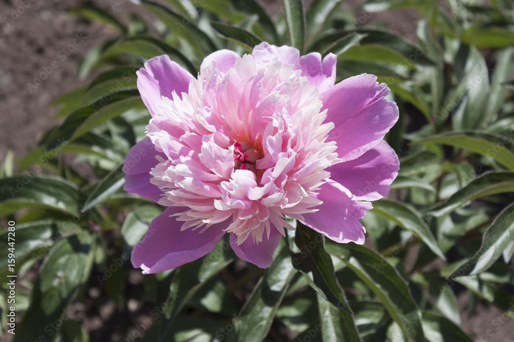 Obraz premium Blooming pink peony