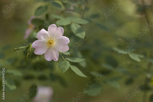 Pink rose hips