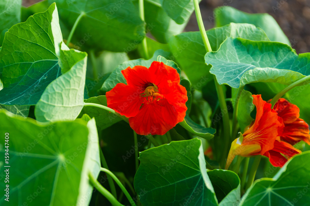 red nasturtium blooms peeking out from inside the leaves
