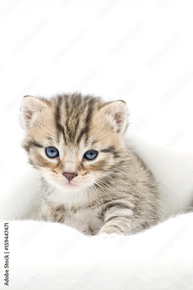 Fototapeta premium Katzenbaby