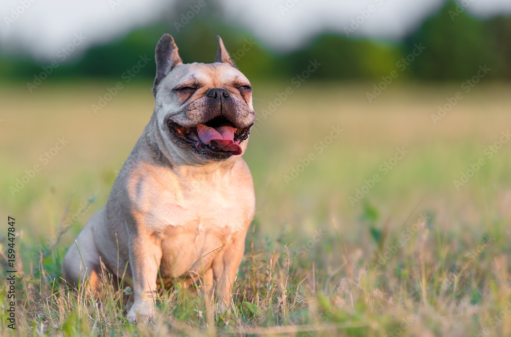 Photo of a French Bulldog