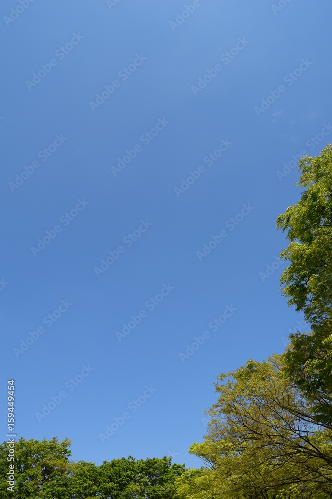 新緑と青空 新緑と青空