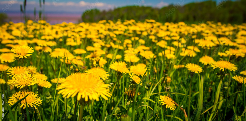 Obraz premium field of dandelions 