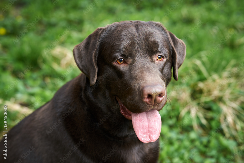 Labrador with tongue out, black dog in the park