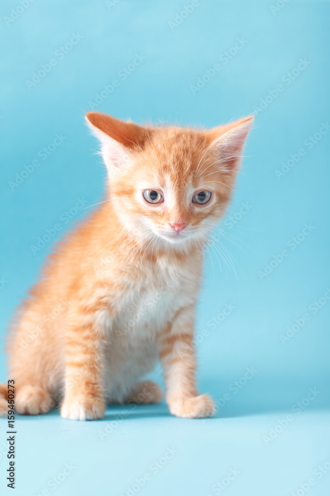 Playful red ginger kitten on a blue background isolated
