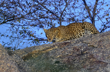 Fototapete Panther Leopardin vor Höhle in Rajasthan  © krinkog