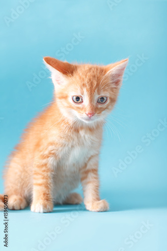 Playful red ginger kitten on a blue background isolated © Kanstantsin