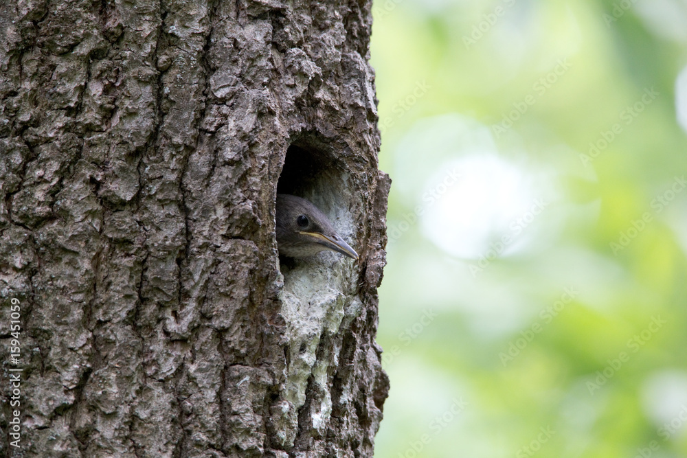 Nuthatch nestling peeking out of the oak hollow. Forest bird Sitta europaea or Eurasian nuthatch or Wood nuthatch on the nest Nuthatch nestling peeking out of the oak hollow. Forest bird Sitta europaea or Eurasian nuthatch or Wood nuthatch on the nest