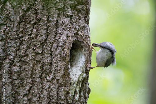 Wood nuthatch brought food for chicks in beak. Bird family takes care of nestlings and protects their nest in hollow of the oak