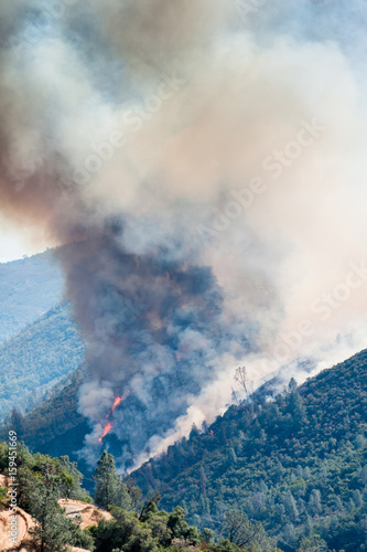 Fire in pine forest in Moccasin, California