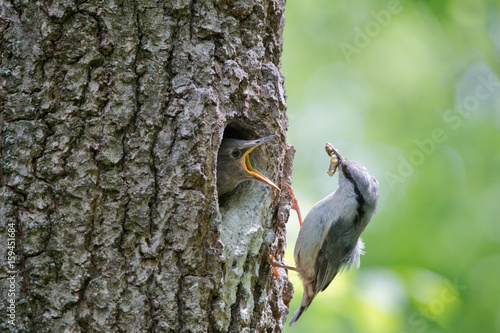 Nuthatch bring caterpillar for feeding hungry nestling. Wild nature scene of spring forest life