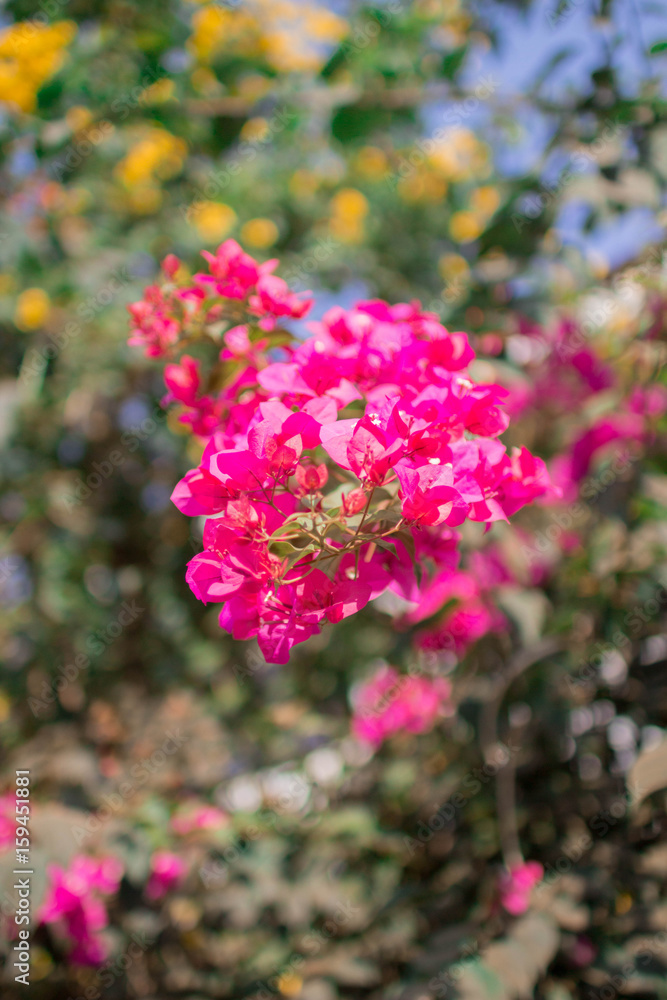 Pink flower on a green background Pink flower on a green background