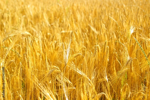 Mature wheat cereals in field