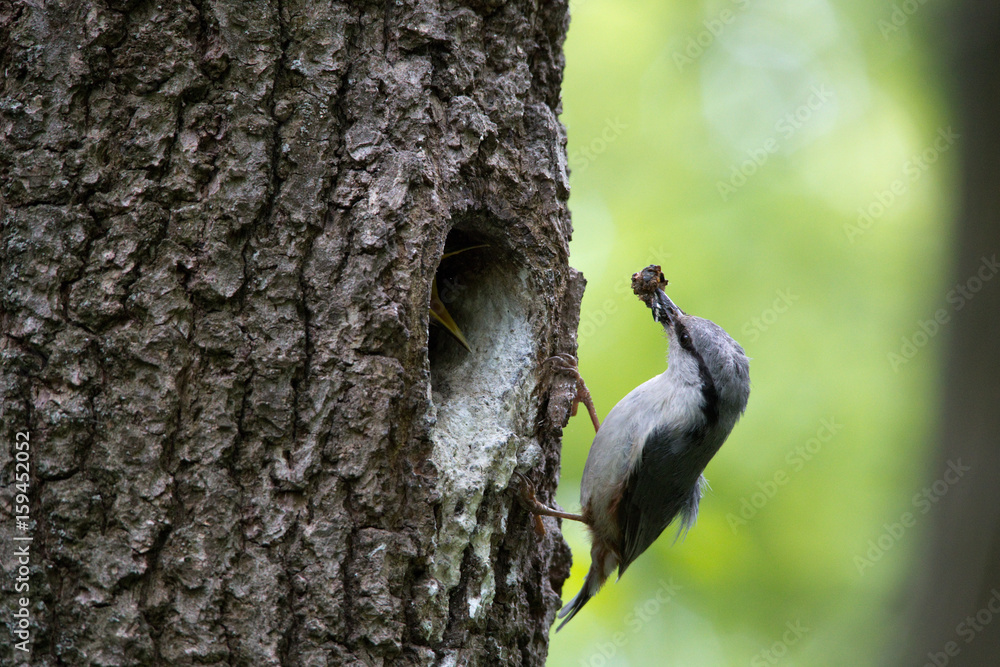 Obraz premium Wood nuthatch brought food for chicks in beak. Bird family takes care of nestlings and protects their nest in hollow of the oak