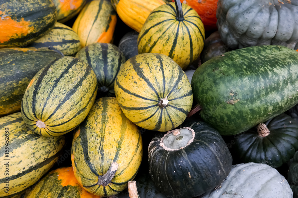 Several types of pumpkins, batch