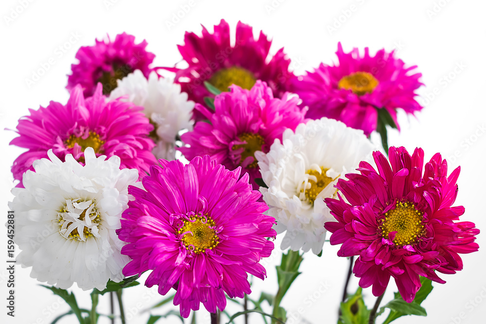 Aster Aster