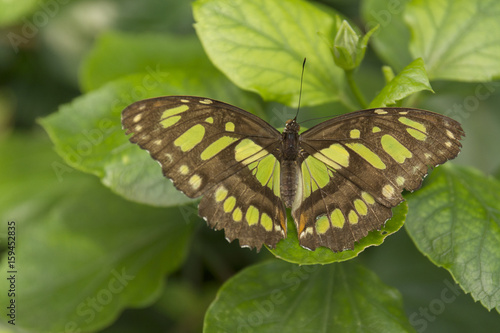 Beautiful buterfly, insect on green nature floral background, photographed at Schmetterlinghaus, Buterfly museum in Austria