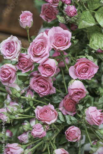 Pink roses as a background