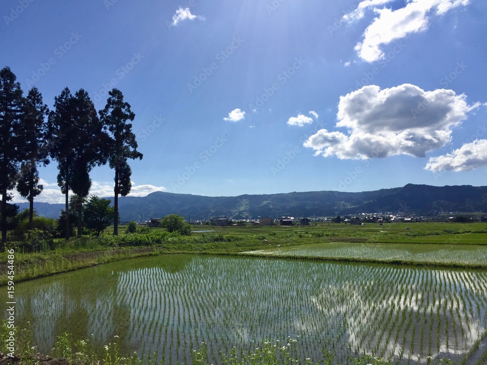ricefield/Minamiuonuma,Niigata ricefield/Minamiuonuma,Niigata