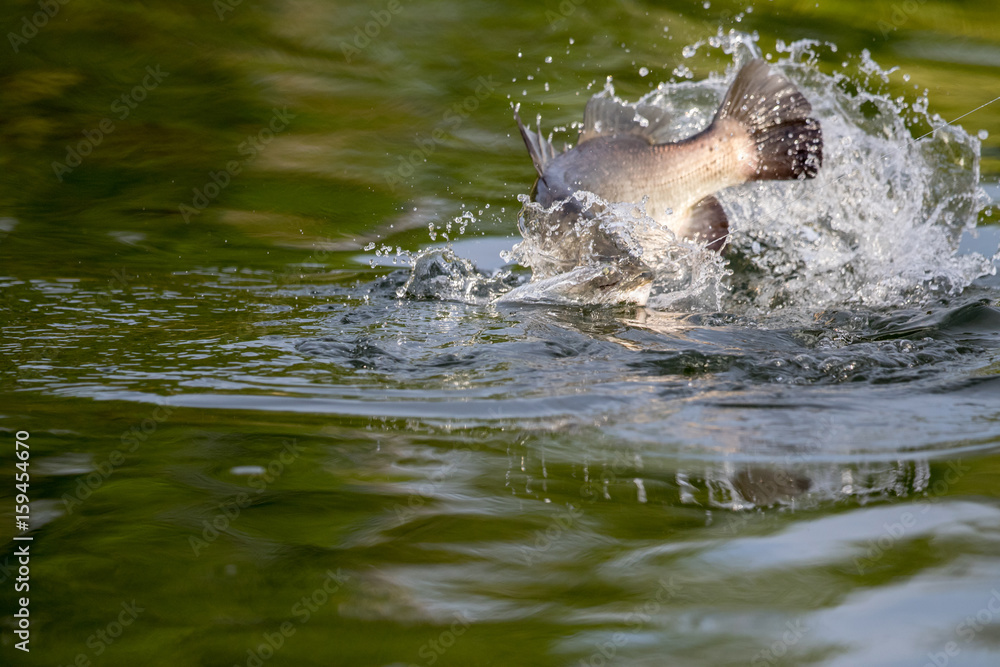 Obraz premium surface action of barramundi wheb it hit to the bait in the fishing tournament