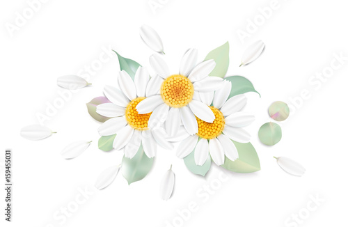 Pastel background with camomile flowers.