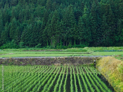 Fotografie ricefield/Minamiuonuma,Niigata